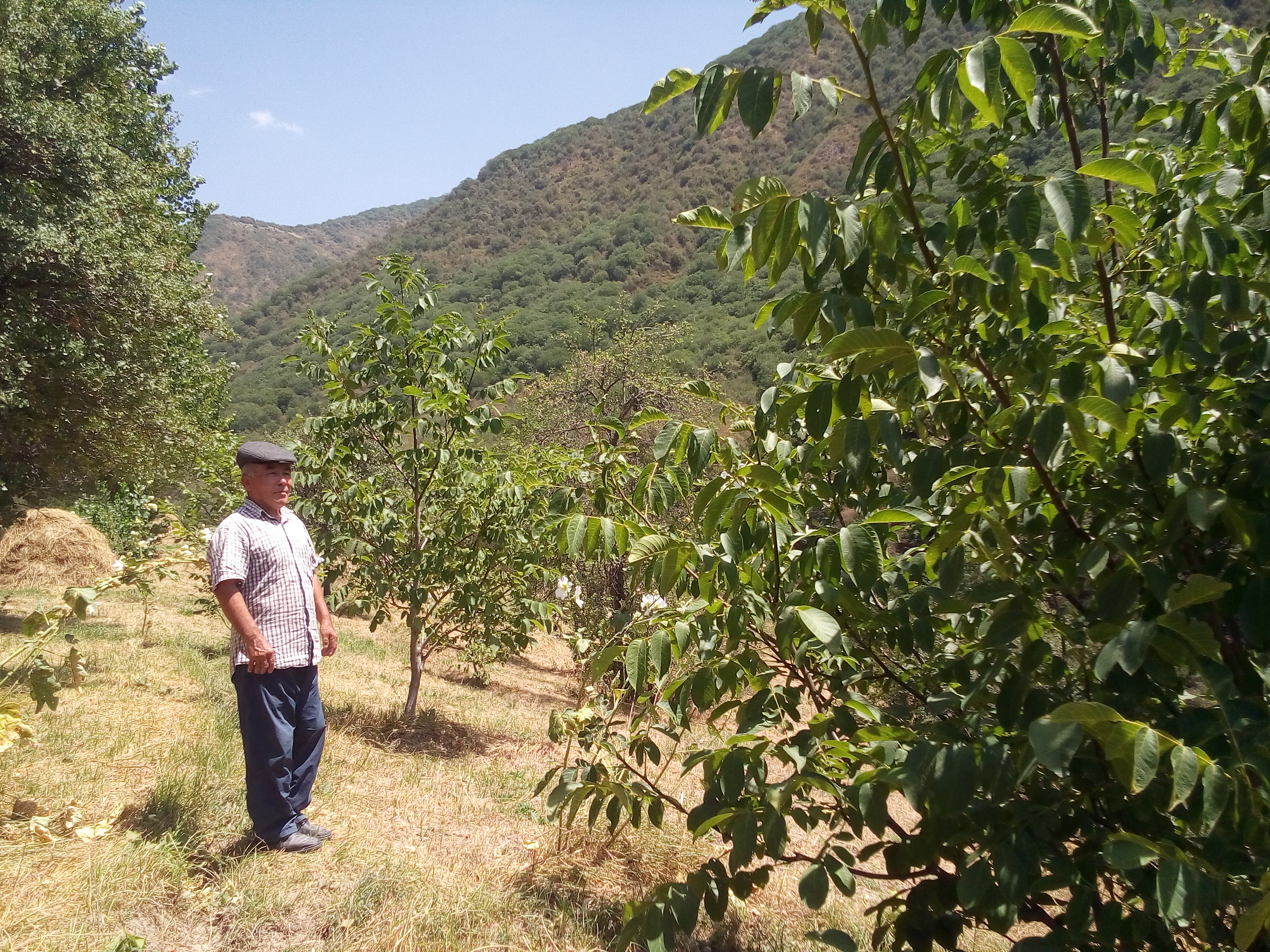 Ein Kleinbauer in Jalalabad (Kirgisistan) präsentiert sein Agroforstsystem mit Obstbäumen.