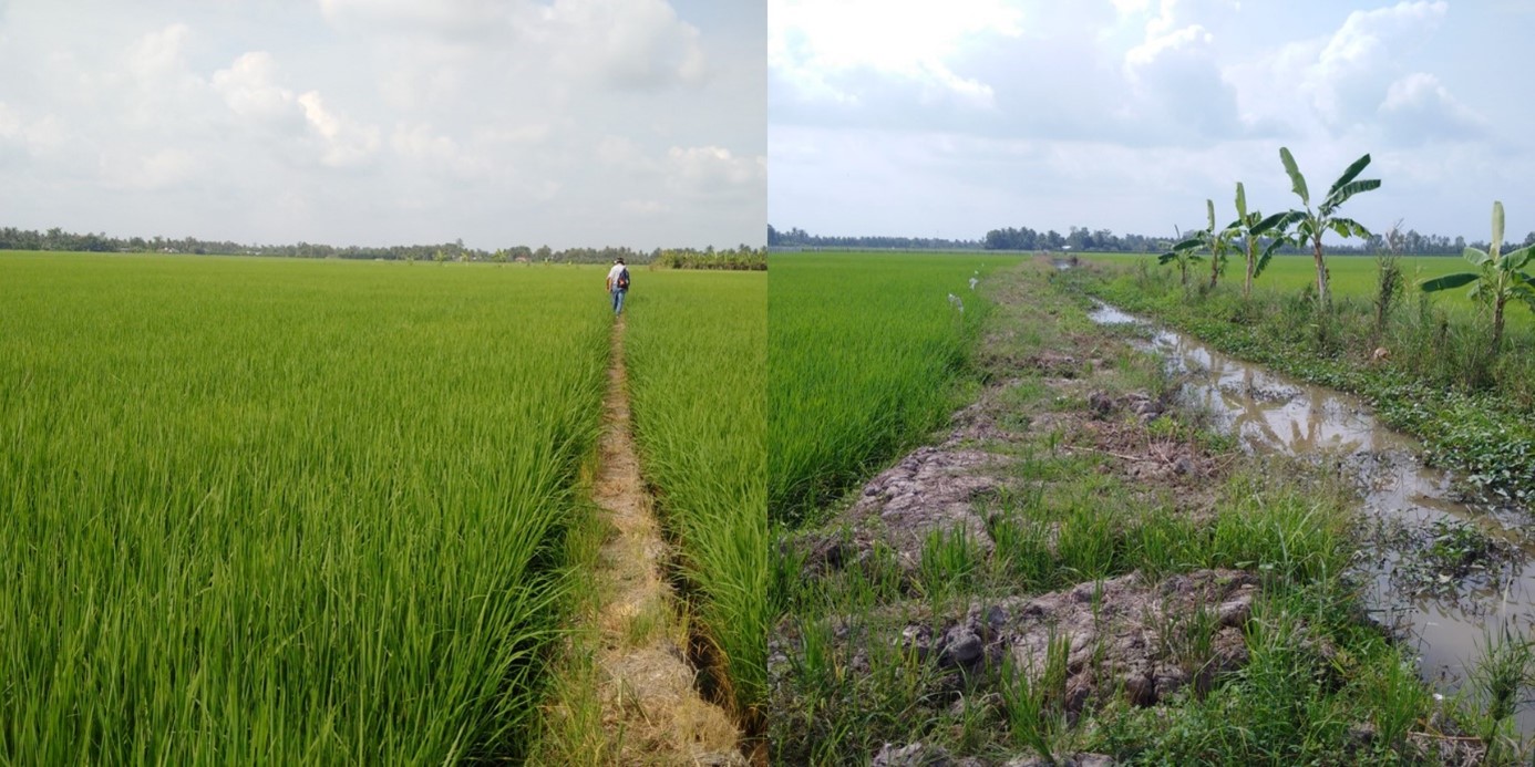 Intensive rice production in the Ving Long province in Vietnam's Mekong Delta