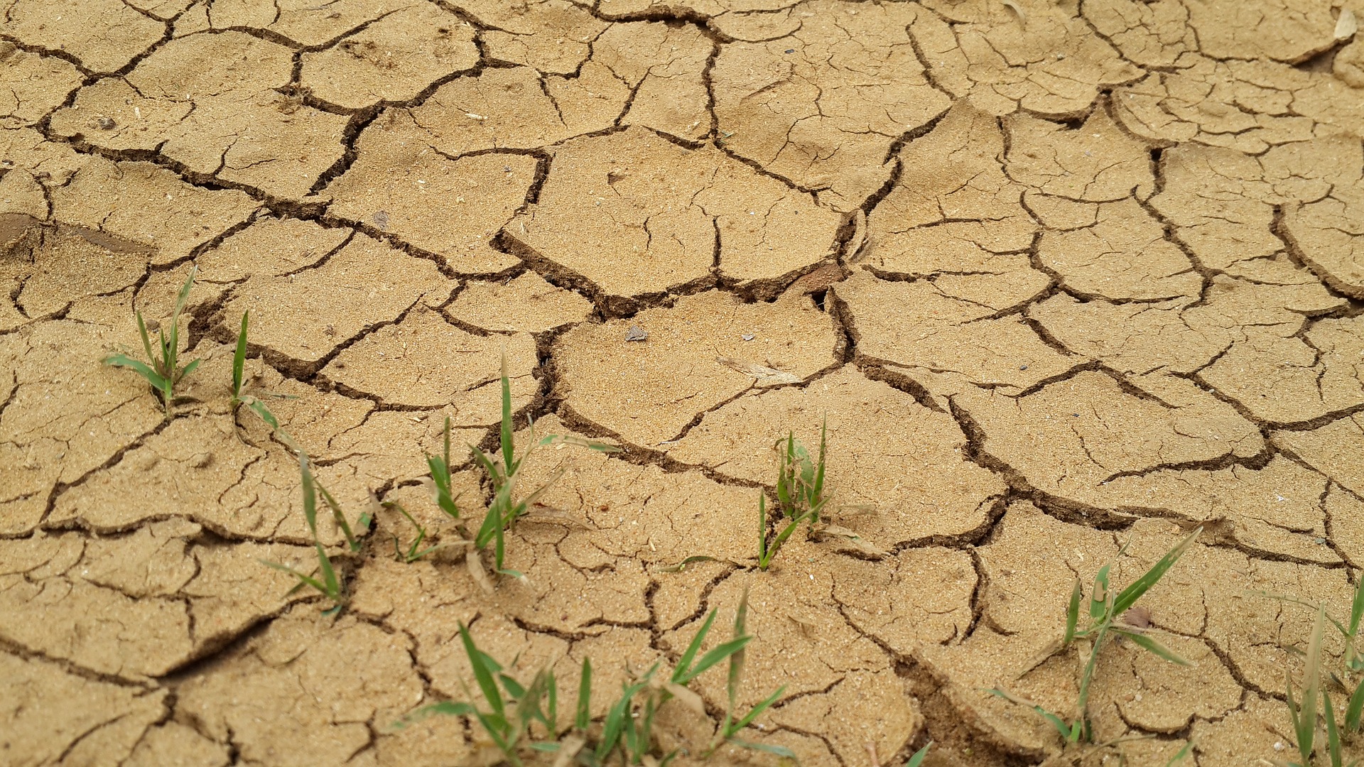 Dürre in der Landwirtschaft. © Wouter Hattingh